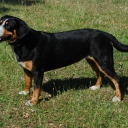 Entlebuch Cattle Dog